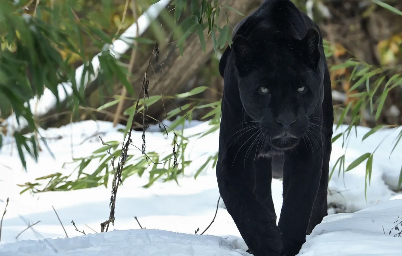 Фото обои winter, snow, walk, bamboo, front view, Black panther