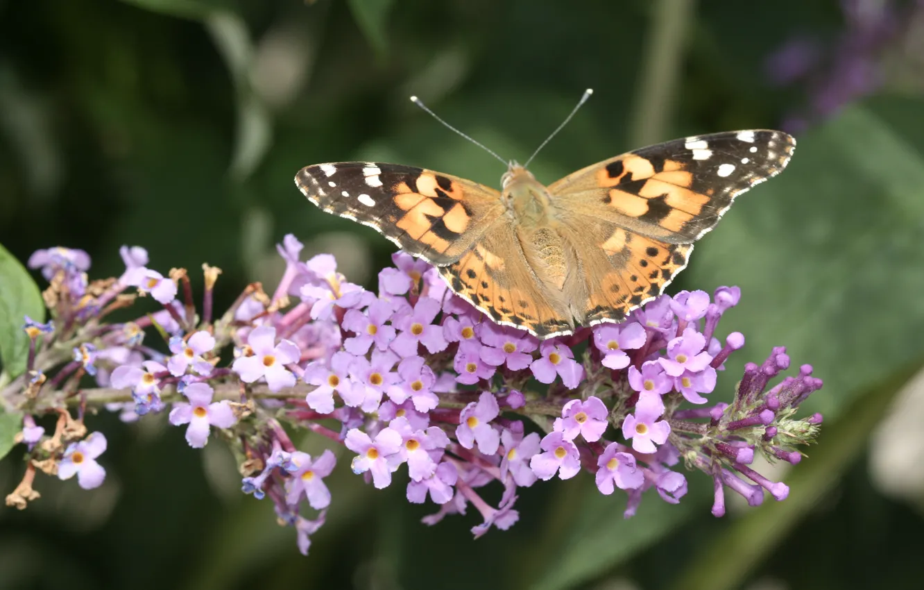 Фото обои Бабочка, Крылья, Butterfly, Репейница, Buddleja davidii, Ванесса Кардуи, Summer lilac, Декоративное растение