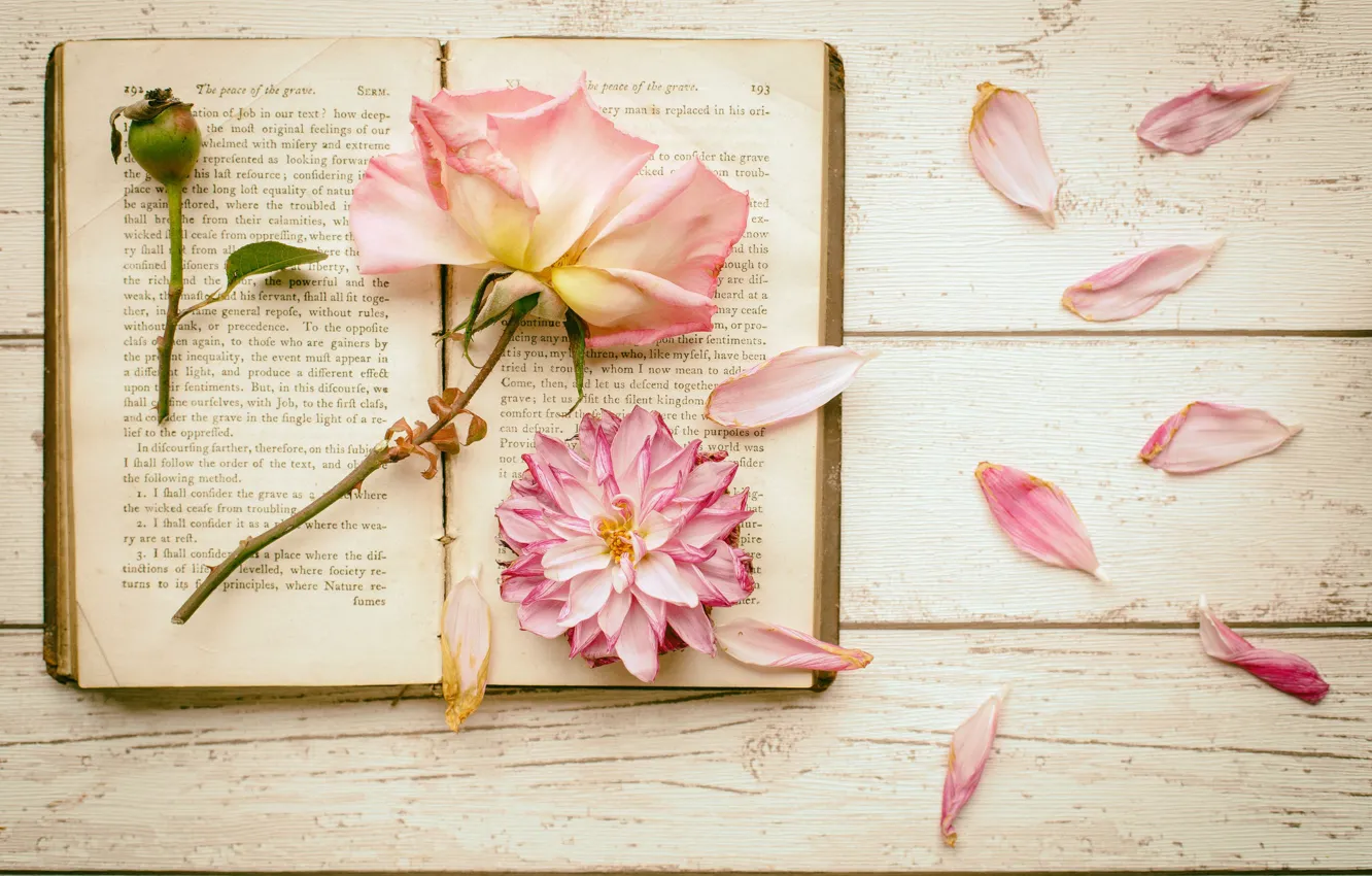 Фото обои цветы, роза, лепестки, книга