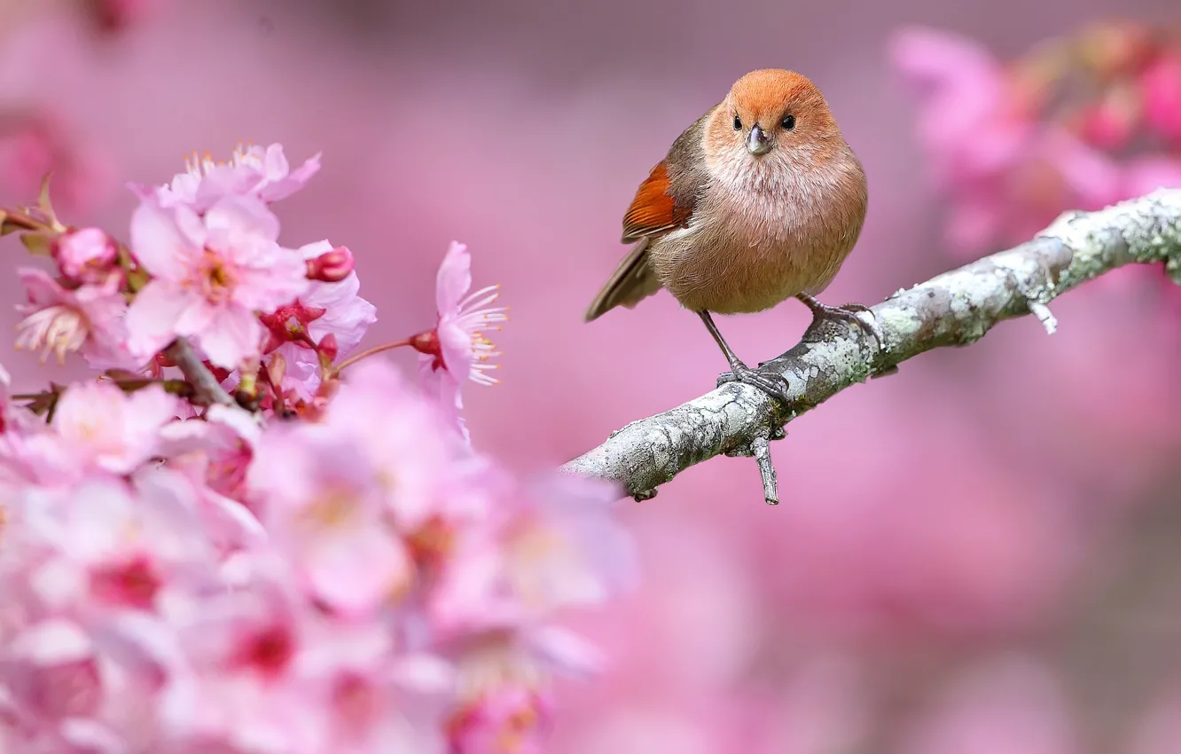 Фото обои цветы, природа, птица, ветка, весна, клюв