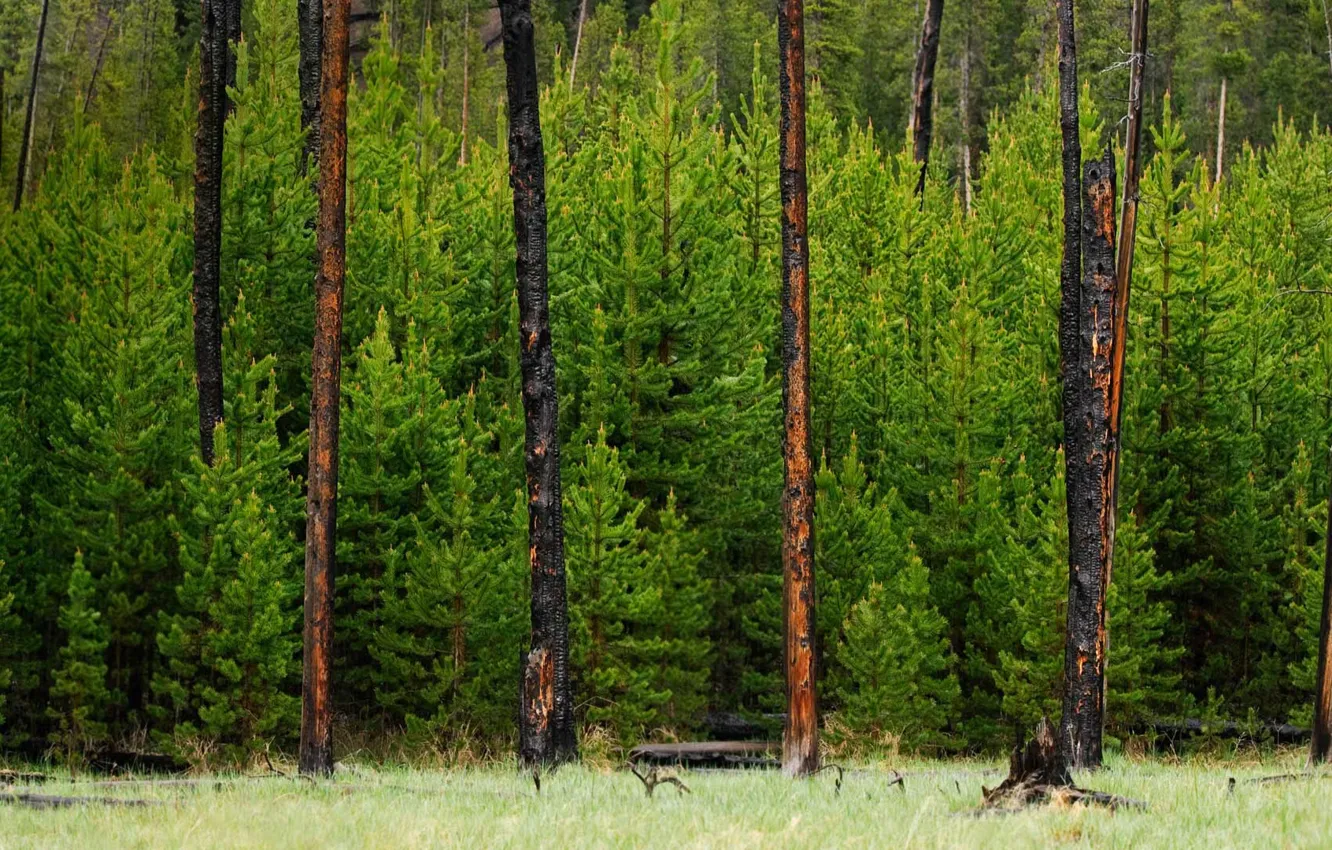 Фото обои лес, деревья, Вайоминг, США, Йеллоустонский национальный парк