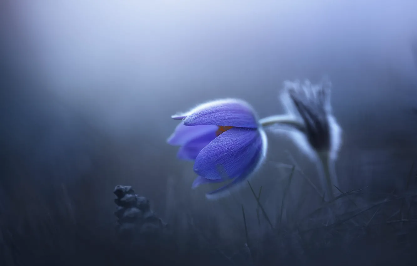Фото обои цветок, синий, туман, поляна, весна, прострел