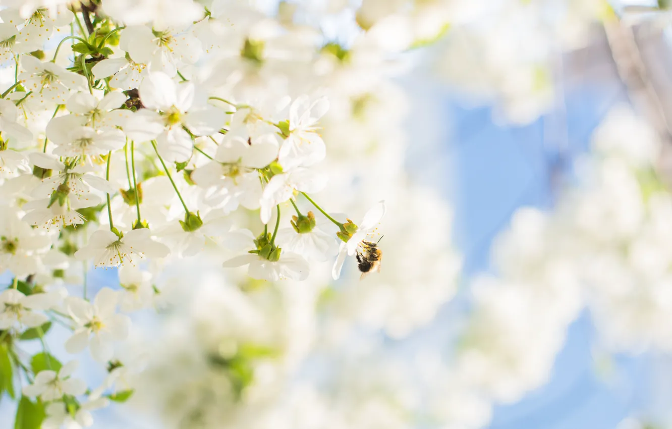 Фото обои вишня, дерево, весна, цветет, цветение, та, цвіте, джміль
