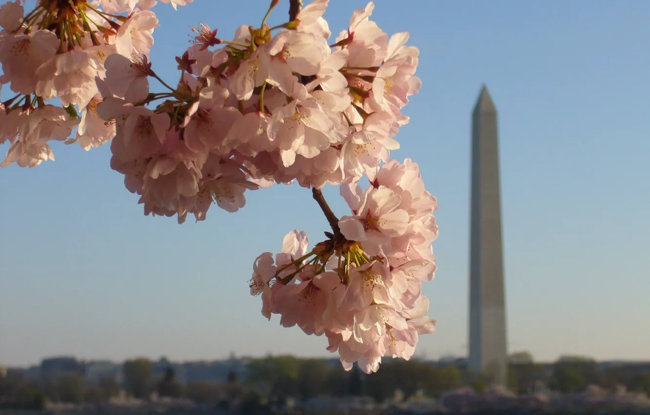 Фото обои вишня, Вашингтон, Америка, цветки, соцветия, Washington Monument