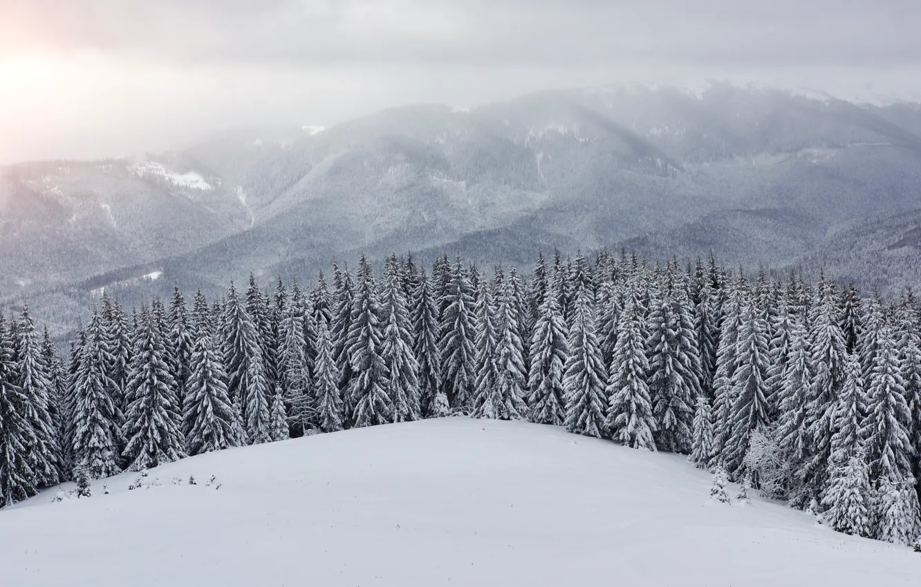 Фото обои зима, снег, деревья, пейзаж, горы, елки, landscape, winter