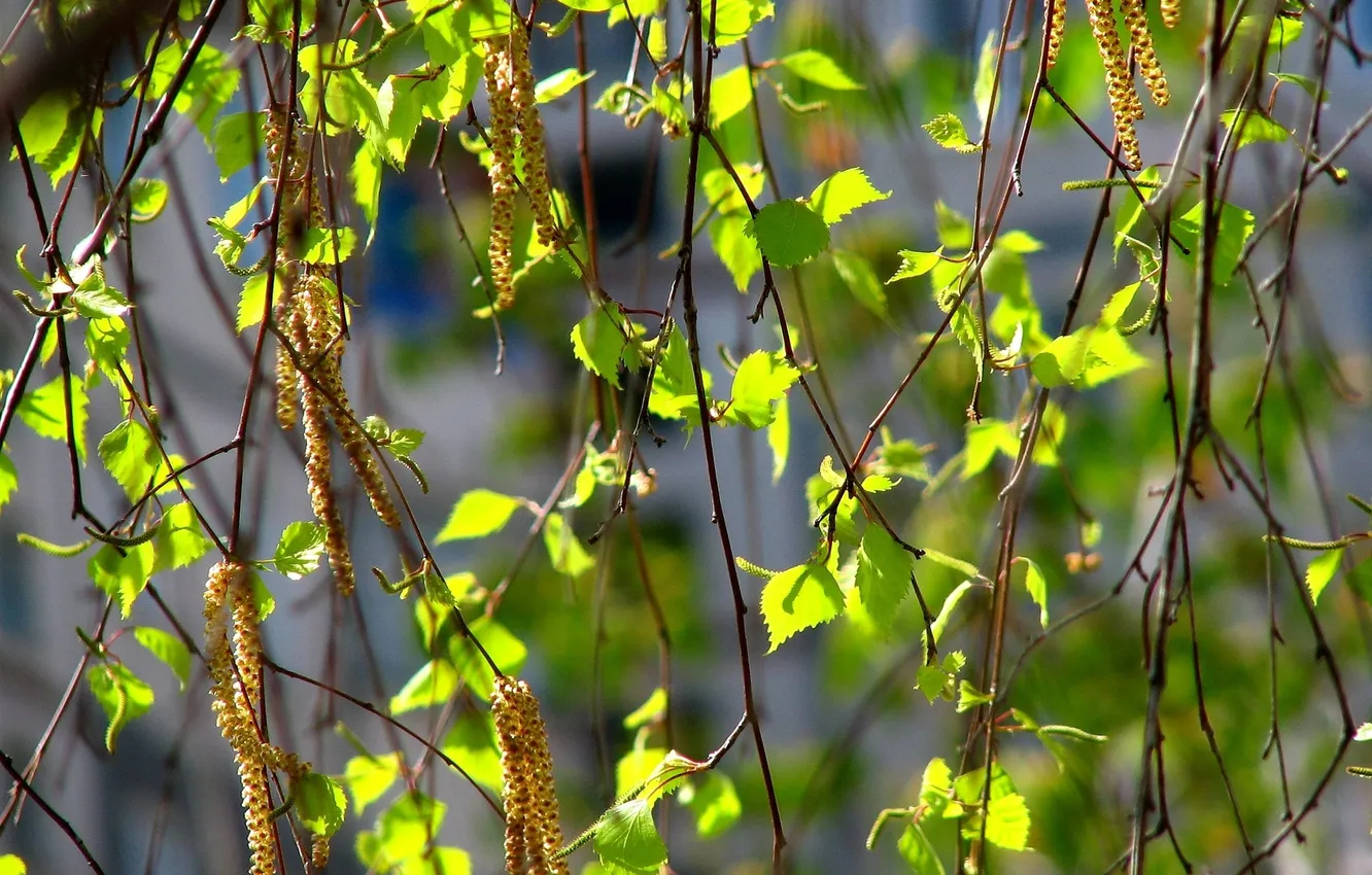 Фото обои листья, весна, береза, сережки