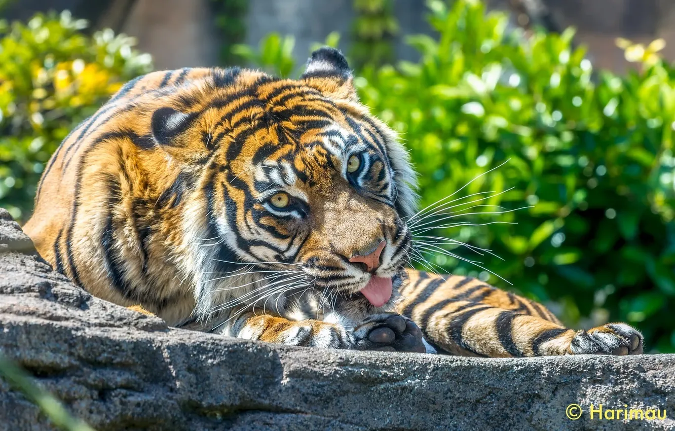 Фото обои язык, морда, тигр, хищник, лапы, мощь, грация, дикая кошка