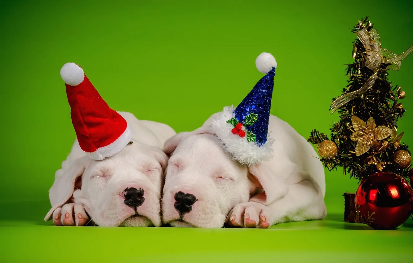 Фото обои собаки, украшения, новый год, пара, Фон, ёлка, спят, колпаки
