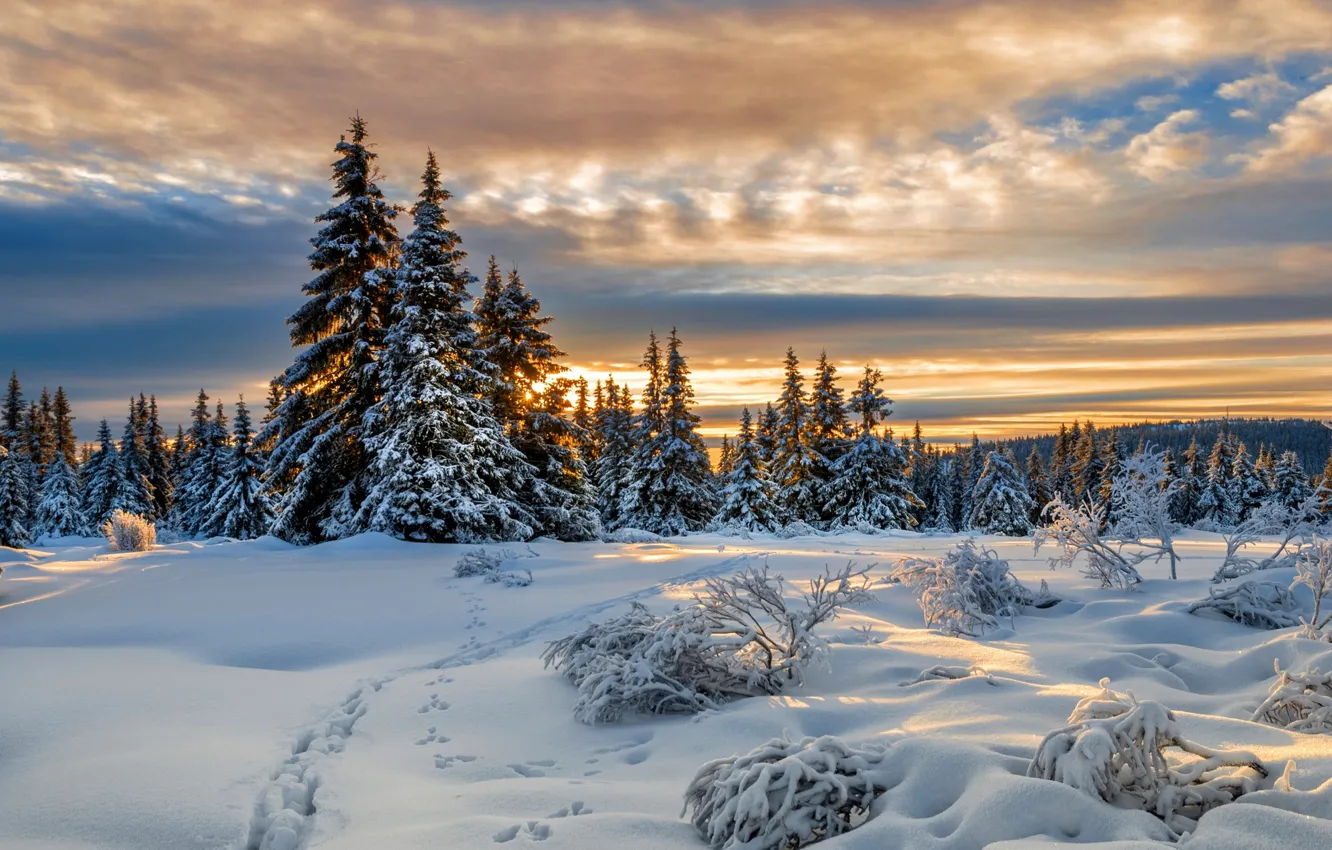 Фото обои зима, снег, следы, ели, Норвегия, Norway, Lillehammer