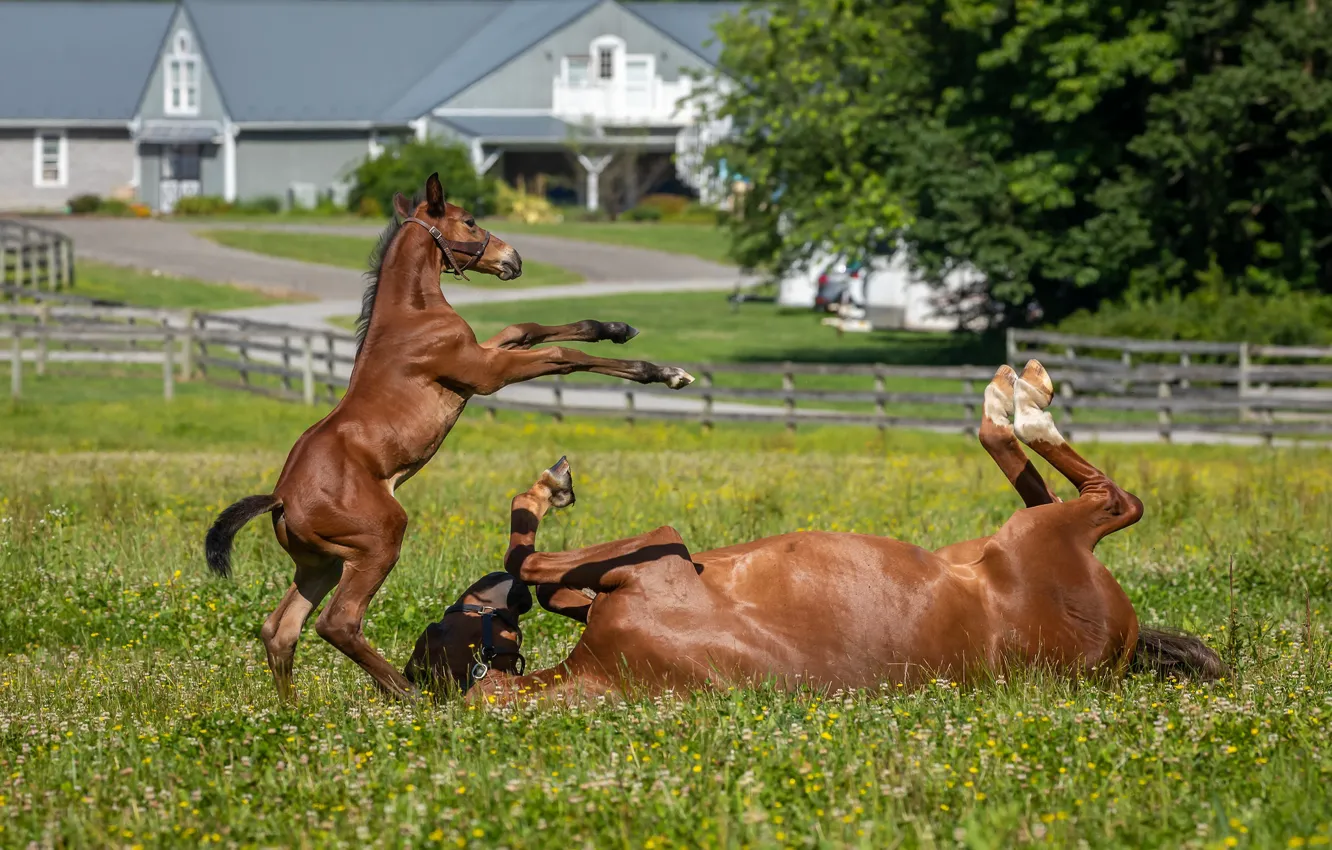 смешные реальные фото с лошадьми летом