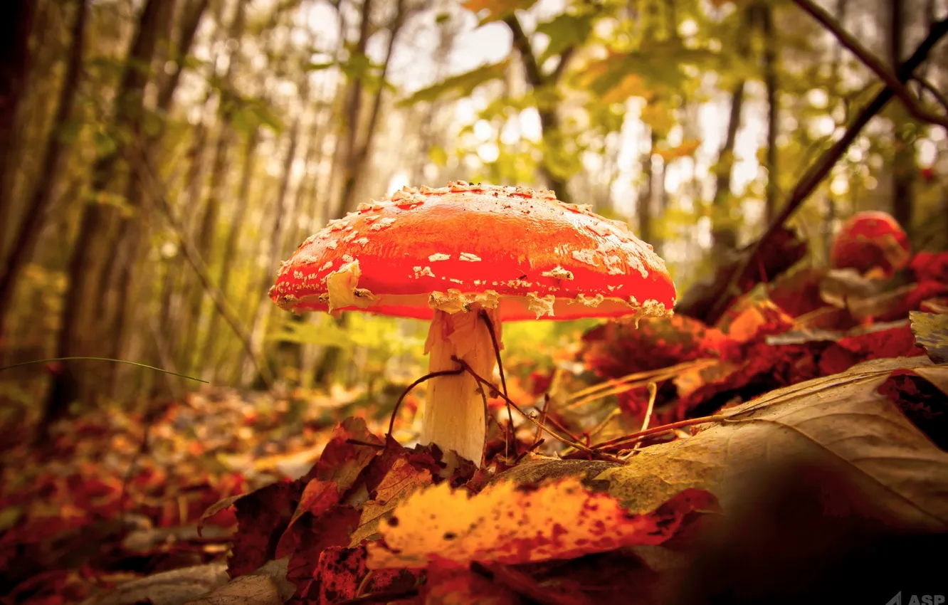 Фото обои осень, лес, макро, гриб, мухомор