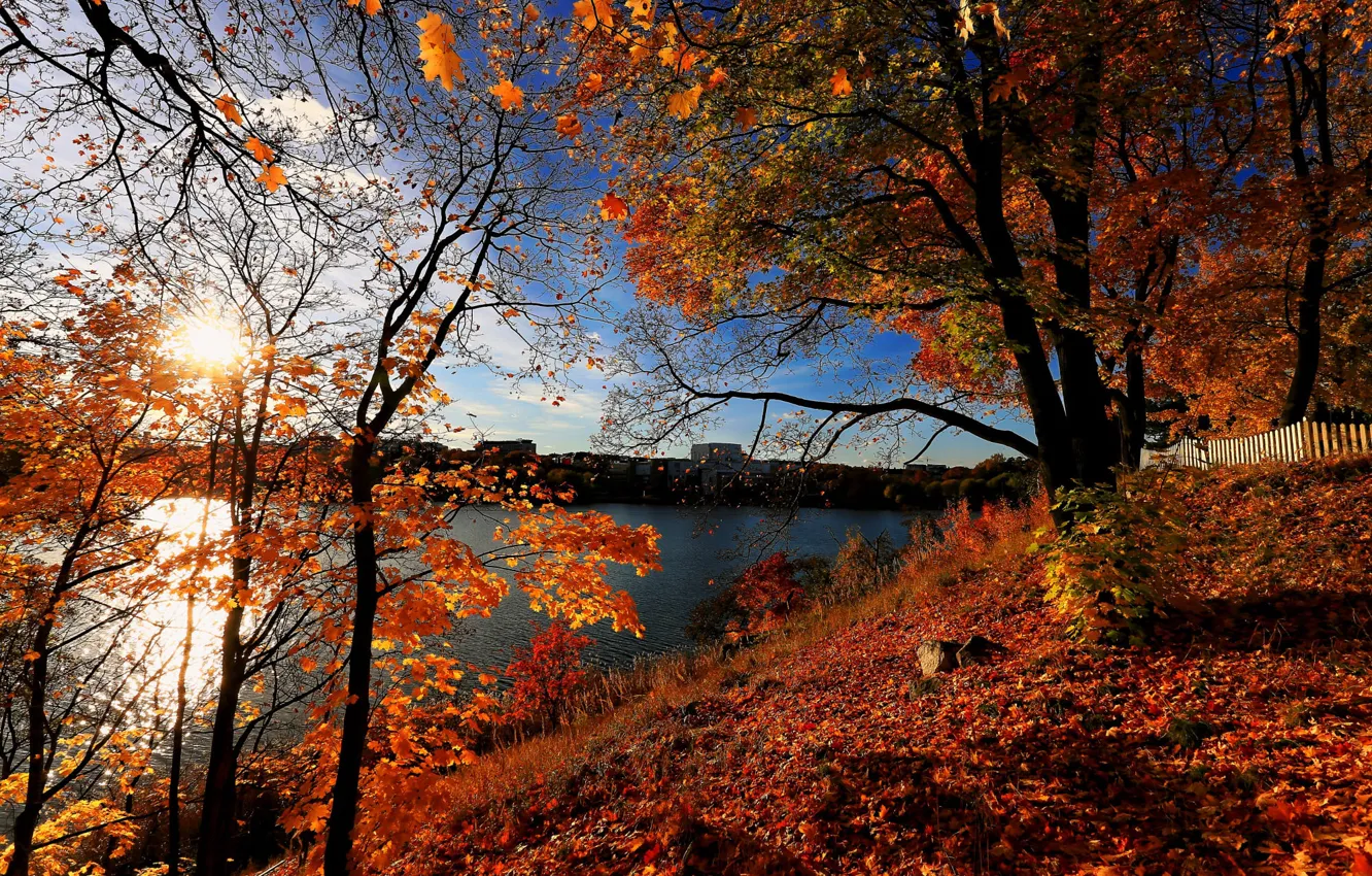 Фото обои осень, берег, листва, водоем