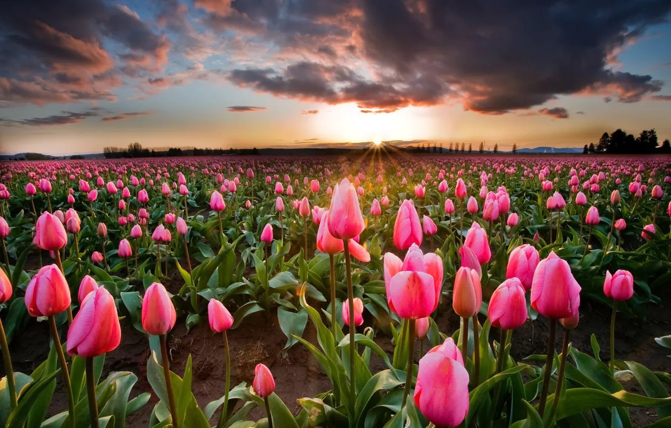Фото обои поле, солнце, цветы, весна, тюльпаны