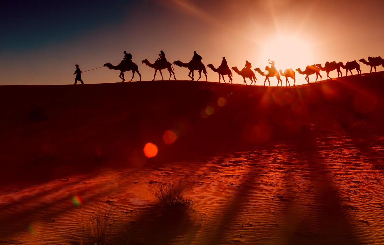 Фото обои пустыня, верблюды, стадо, бедуины