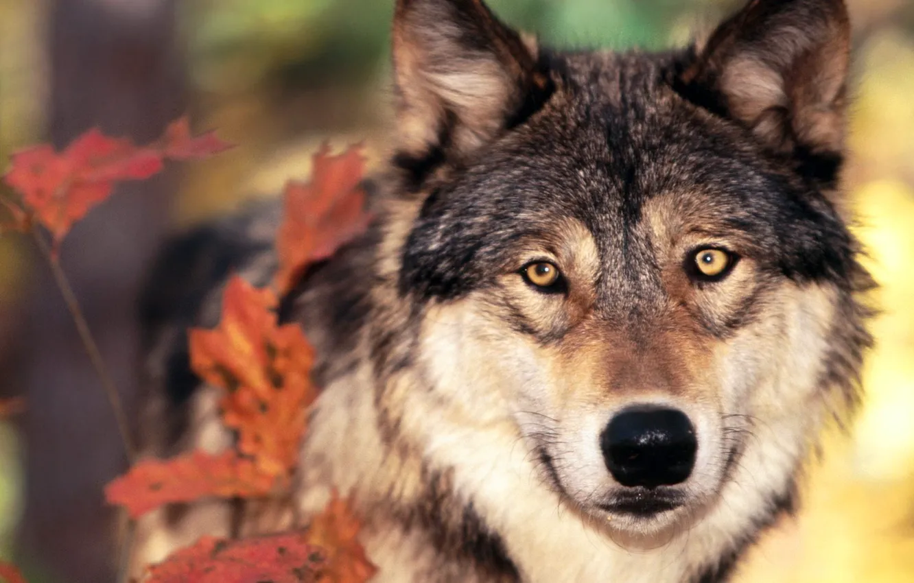Фото обои осень, листья, волк