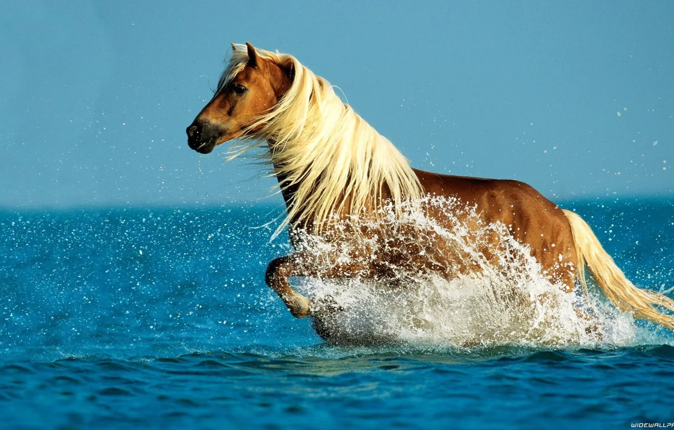 Фото обои sea, water, horse