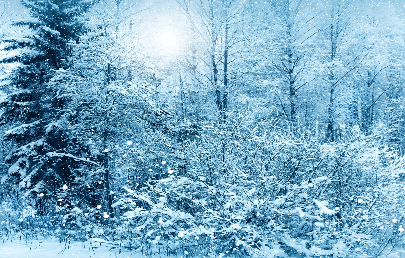 Фото обои зима, снег, деревья, природа, nature, winter, snow, tree