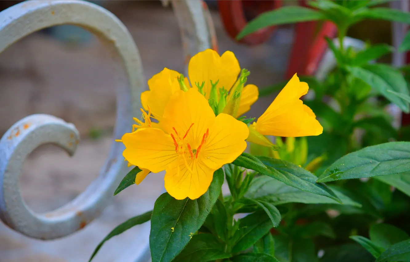 Фото обои Весна, Spring, Желтый цветок, Yellow flower, энотера