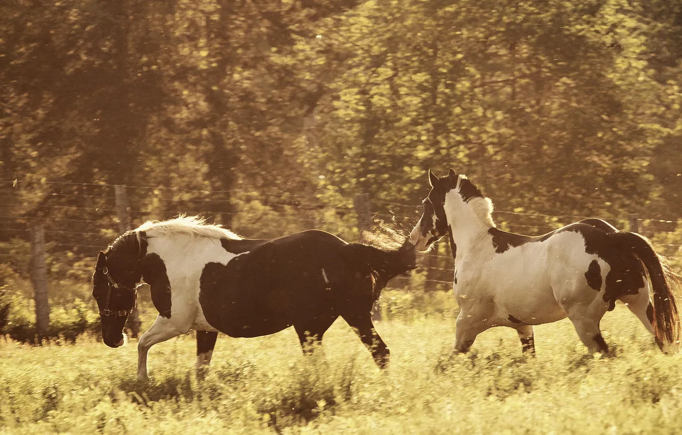 Фото обои кони, лошади, луг