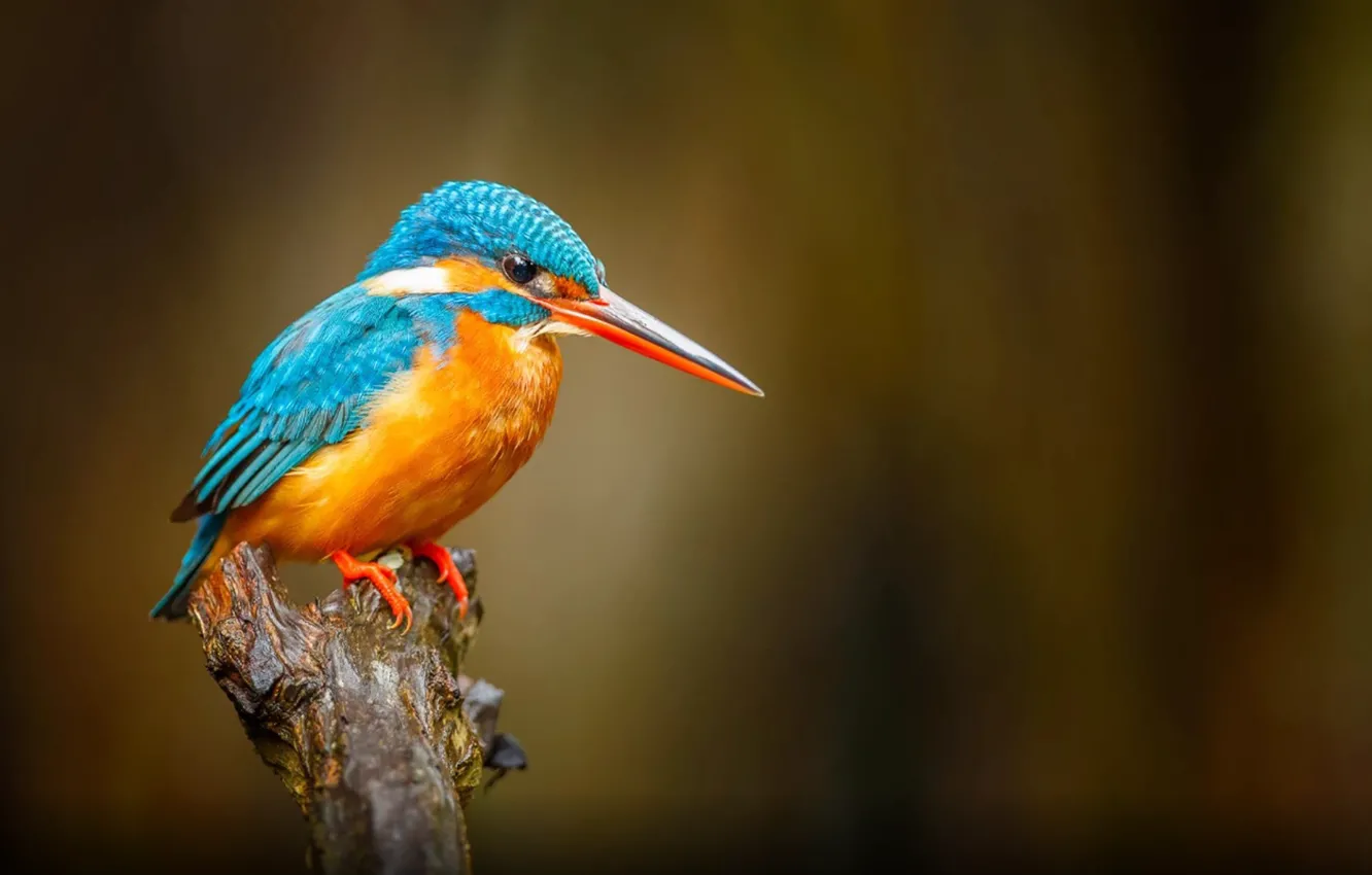 Фото обои Orange, bird, Common Kingfisher, Blue Bird, River Bentota