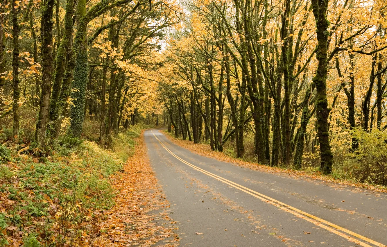Фото обои дорога, осень, лес, листья, деревья, парк, colorful, forest