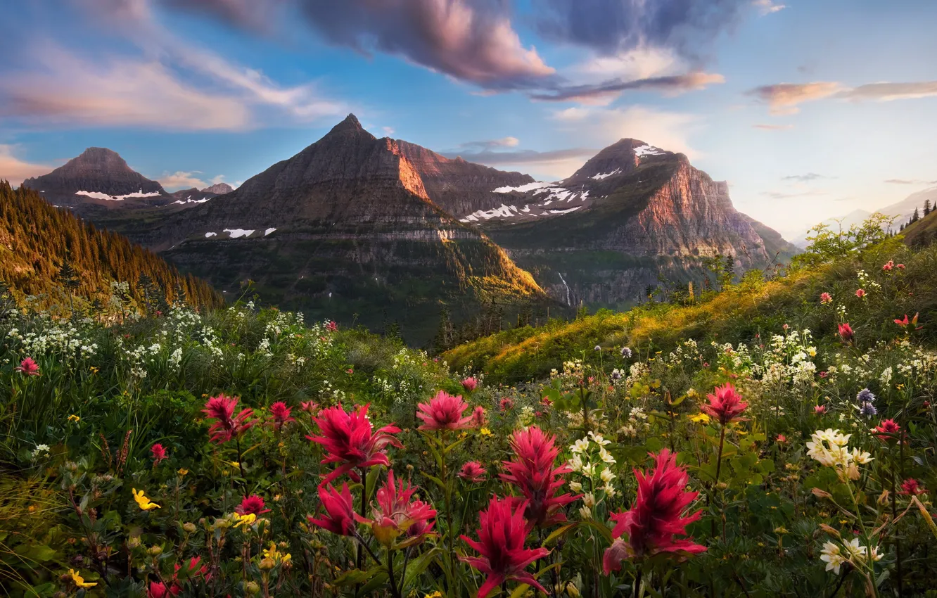 Фото обои поле, цветы, горы, луг, красные