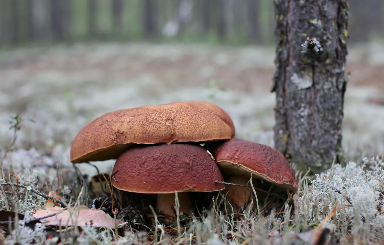 Фото обои лес, природа, грибы