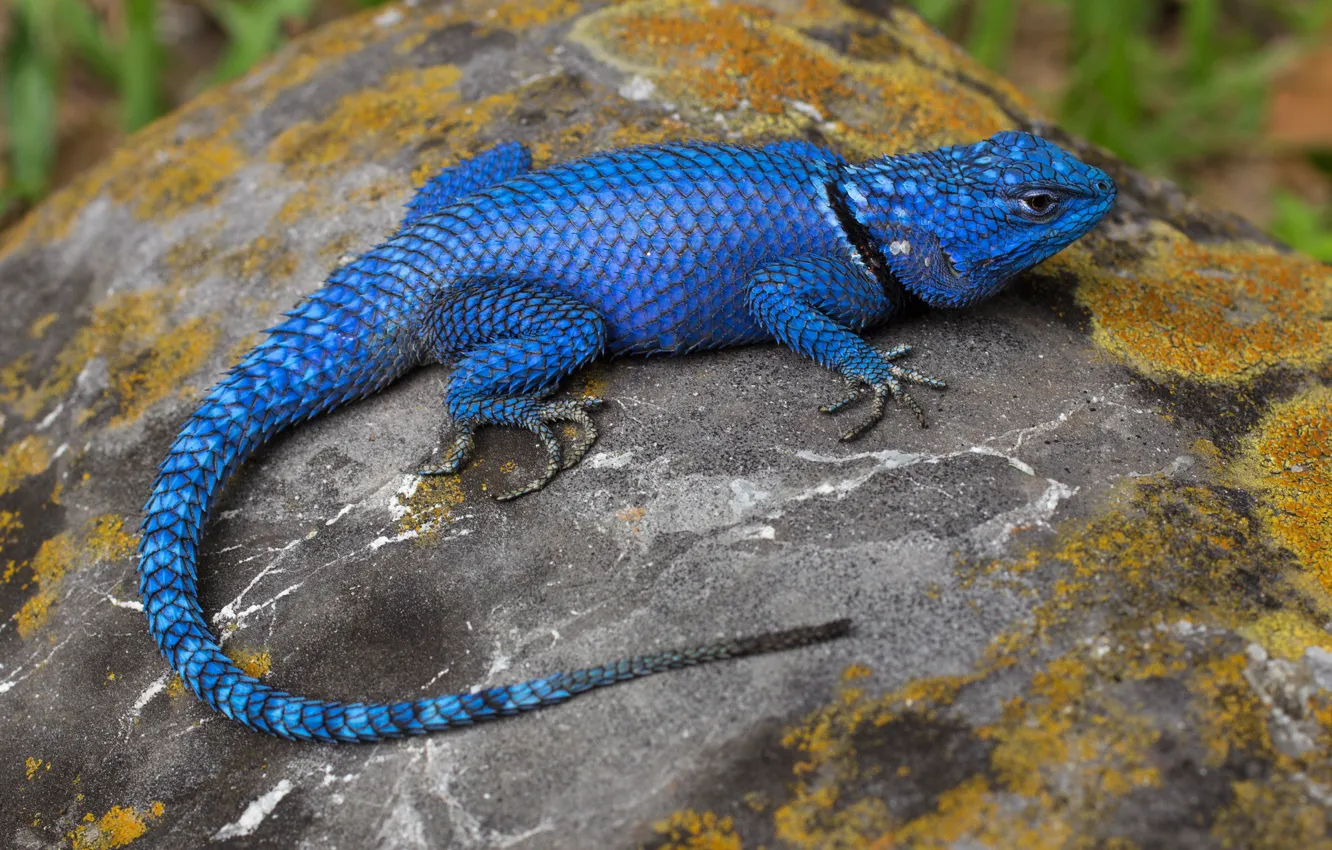 Фото обои ящерица, синяя, рептилия, агама, древесная агама