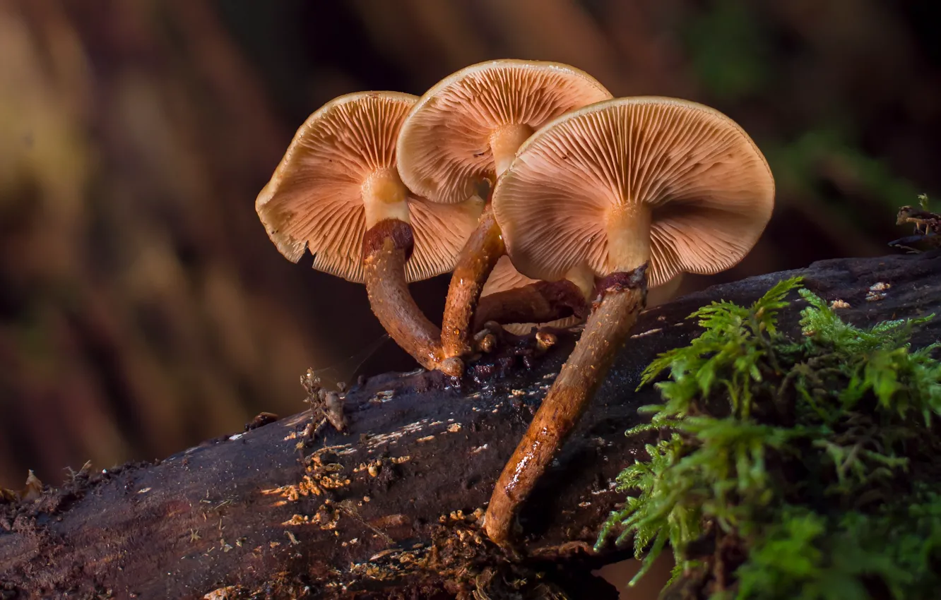 Фото обои лес, грибы, коряга, боке