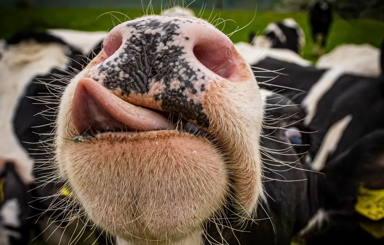 Фото обои морда, корова, скот, Give us a kiss, or I do tongues too
