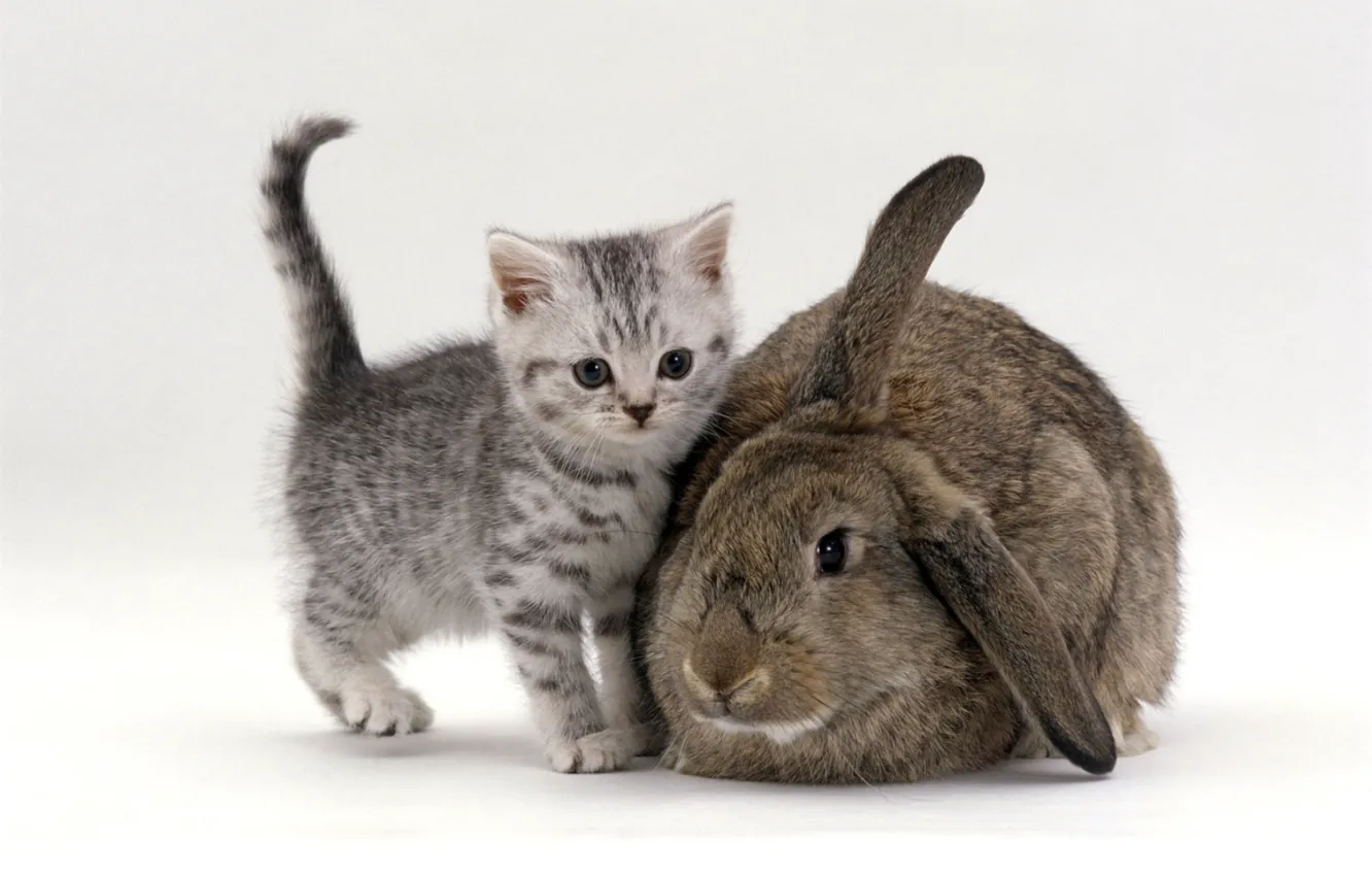 Фото обои котенок, серый, кролик