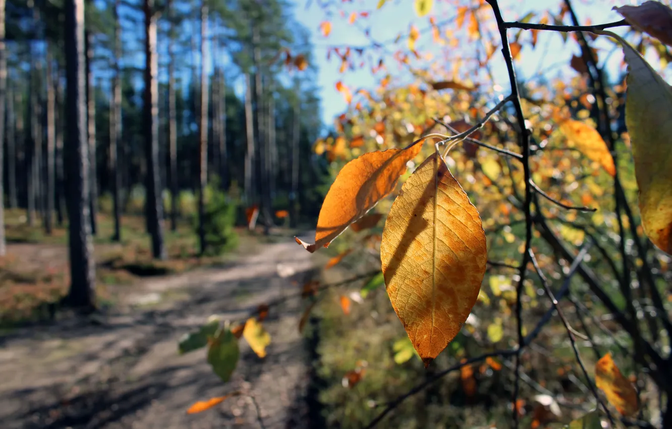 Фото обои дорога, осень, лес, листья, пейзаж, реальное фото