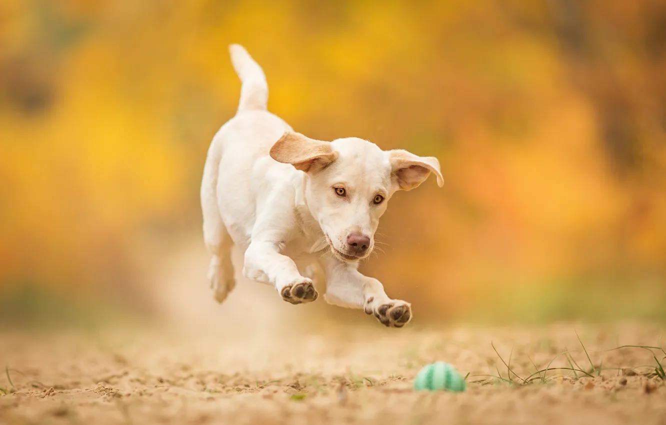 Фото обои прыжок, игра, собака, щенок, мячик