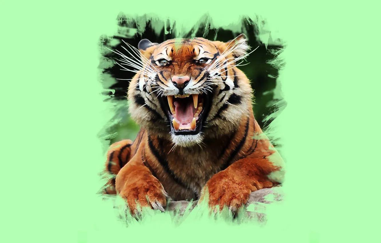 Фото обои тигр, арт, пасть, клыки