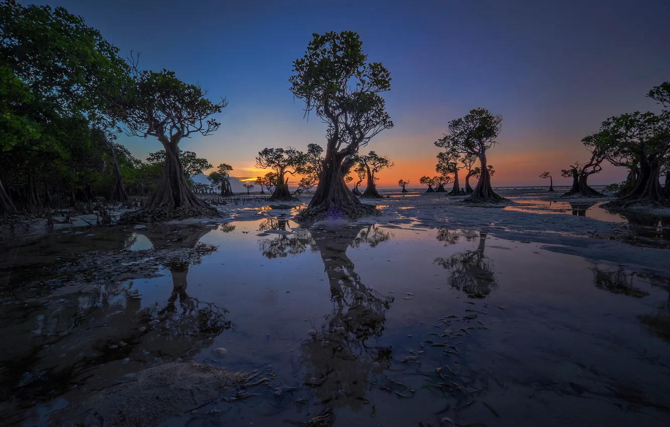 Фото обои деревья, вечер, отлив, Индонезия, зарево, Walakiri Beach