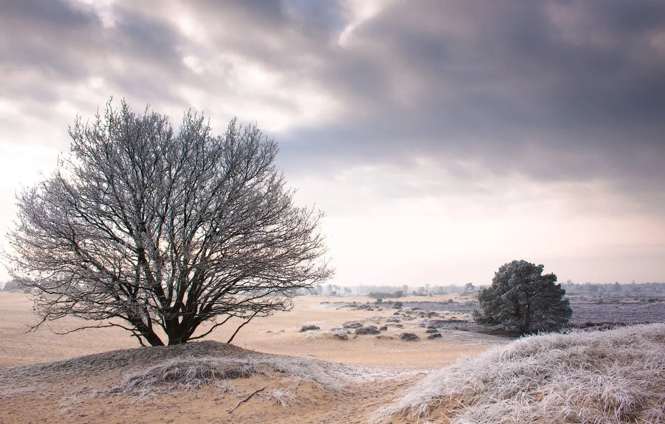 Фото обои холод, зима, пейзаж, природа, дерево, обои, wallpapers