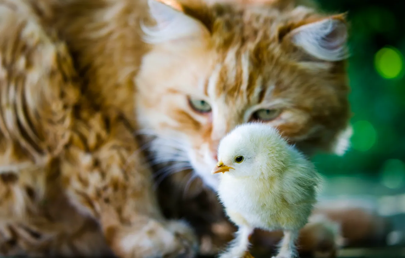 Фото обои кошка, кот, ситуация, птенец, цыплёнок