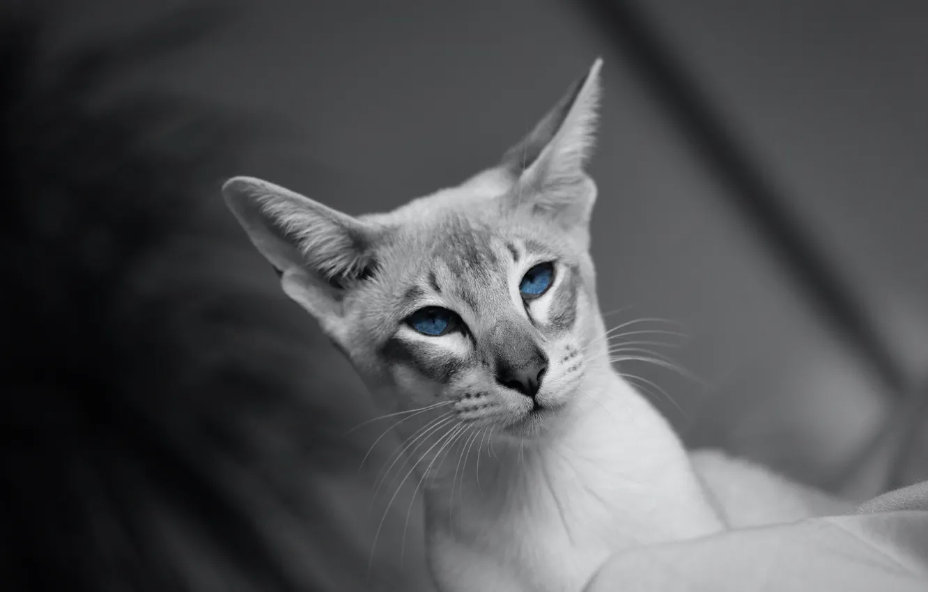 Фото обои кошка, кот, взгляд, морда, портрет, голубые глаза, серый фон, монохром