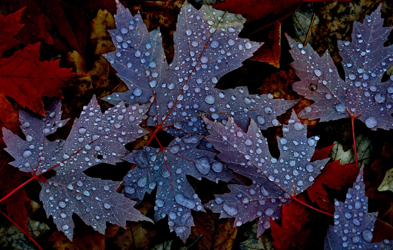Фото обои осень, листья, вода, капли, природа, роса, клен