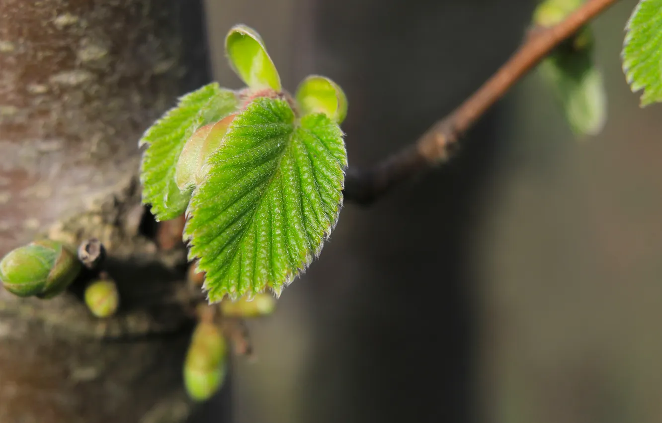 Фото обои leaf, plant, speing