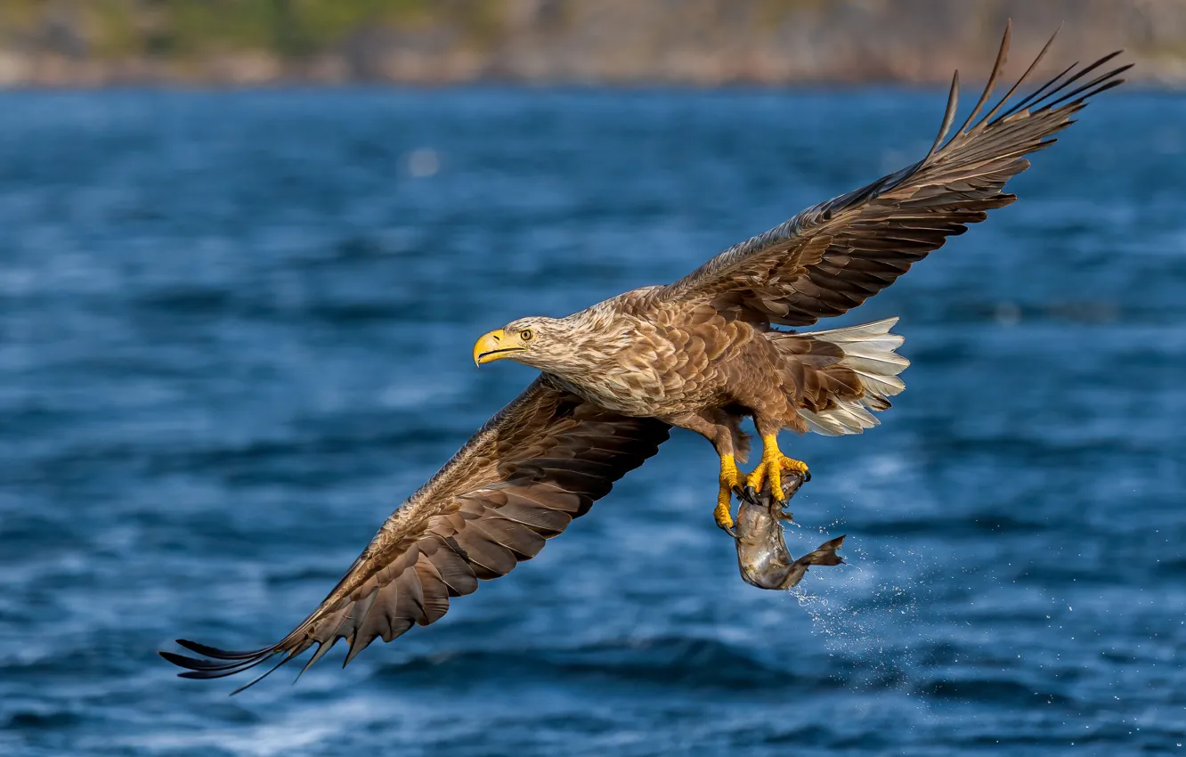 Фото обои вода, полет, птица, рыба, орёл, водоем, добыча, размах крыльев