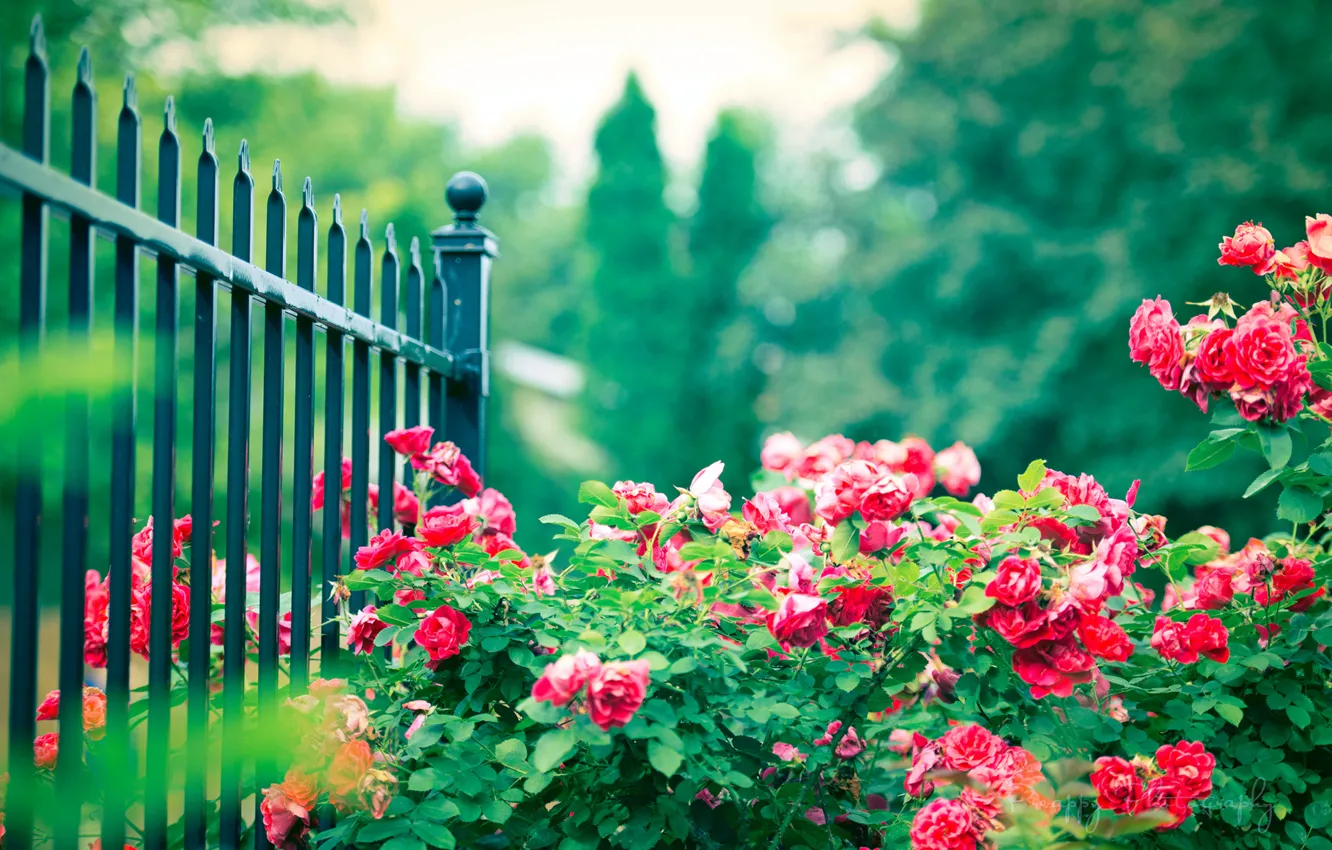 Фото обои цветы, забор, куст, розы, ограда, розовые, прутья, железные