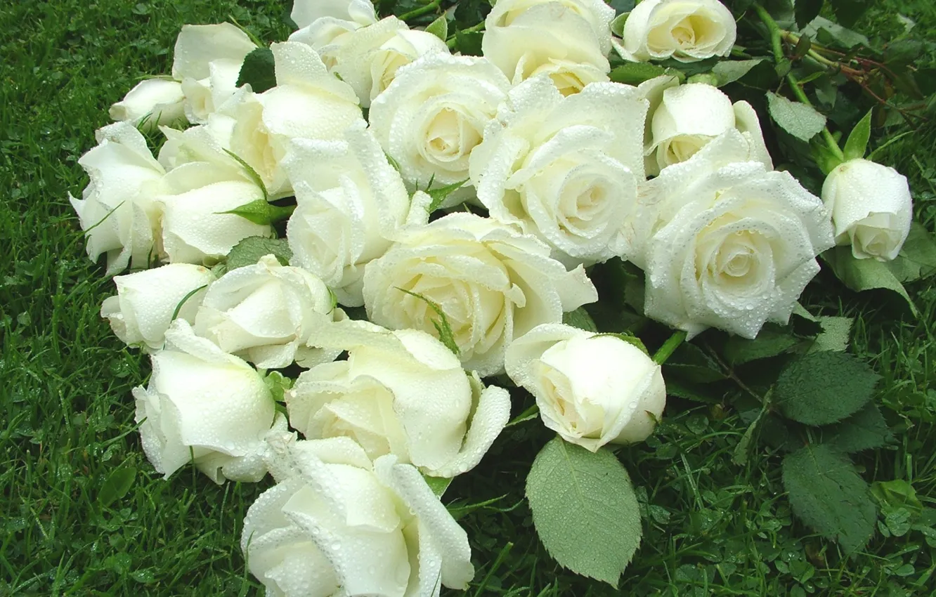 Фото обои капли, роса, розы, белые розы