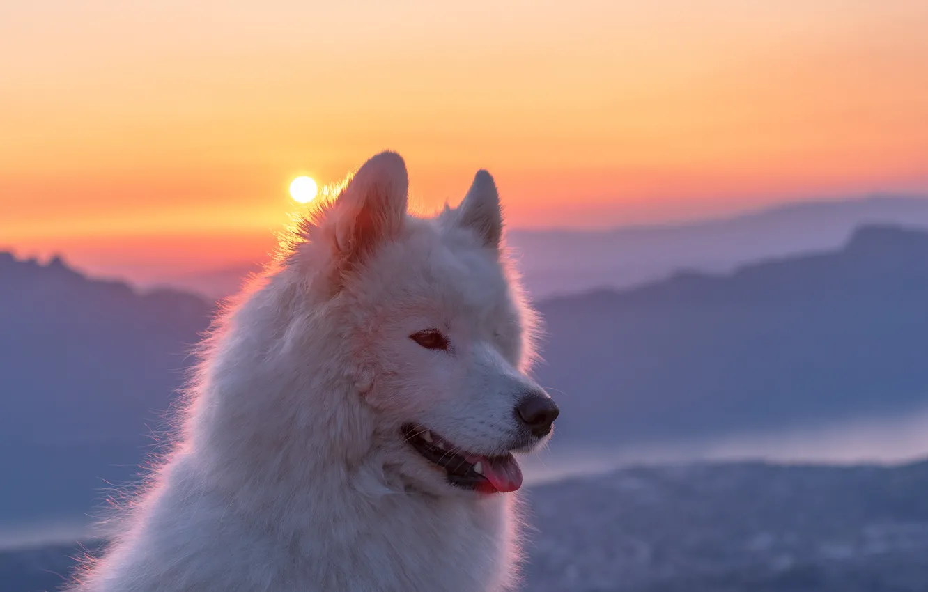 Фото обои морда, закат, Самоед, Самоедская собака