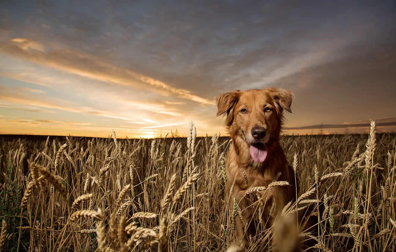Фото обои взгляд, природа, друг, собака, golden retriever
