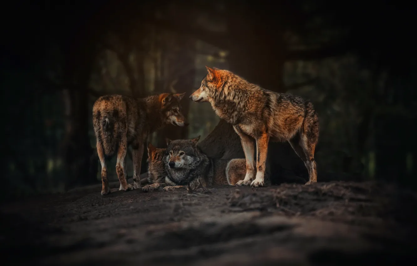 Фото обои природа, фон, волки
