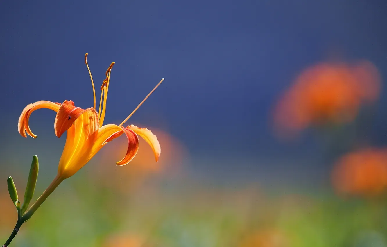 Фото обои цветок, оранжевый, фон, лилия
