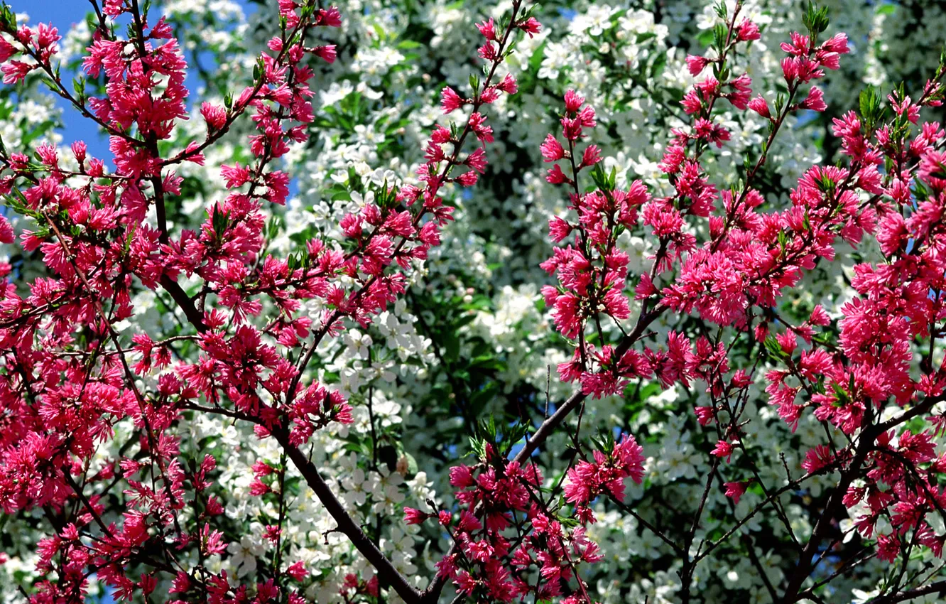 Фото обои деревья, цветы, весна, сад