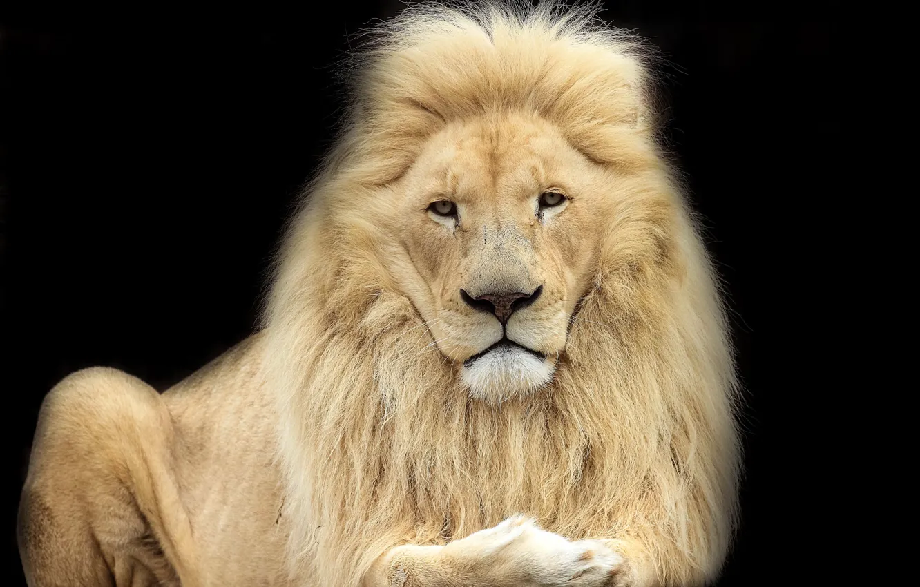 Фото обои лев, царь, зверь