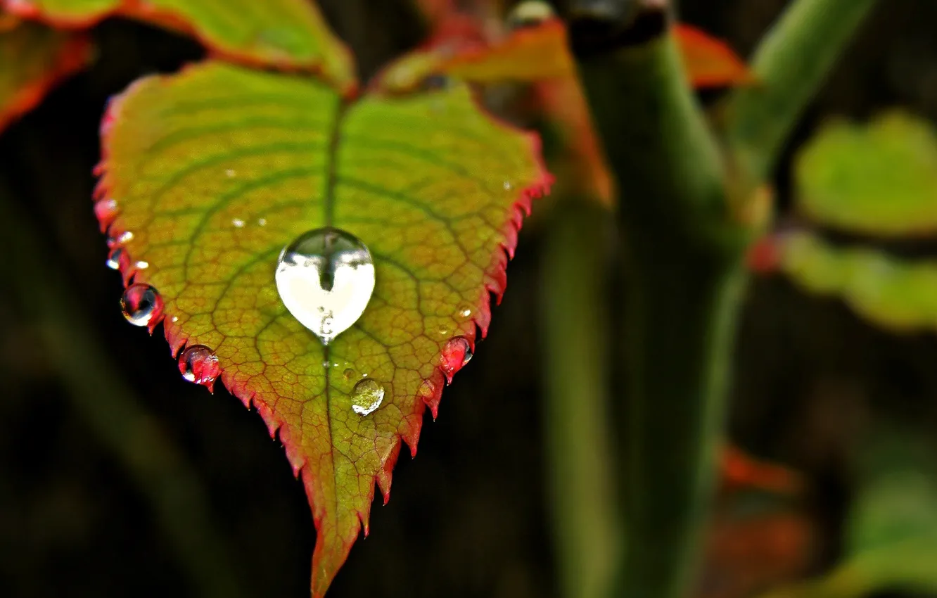 Фото обои листья, вода, макро, красный, зеленый, роса, фон, widescreen